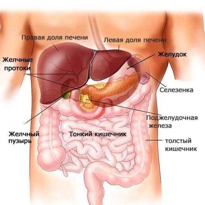 Как на теле человека расположена поджелудочная железа Как на теле человека расположена поджелудочная железа