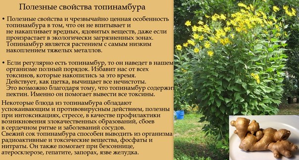 Плод топинамбура это Плод топинамбура это