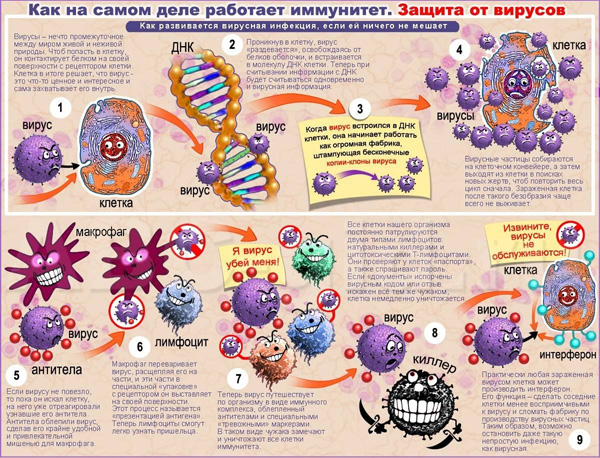Как повысить иммунитет в гинекологии