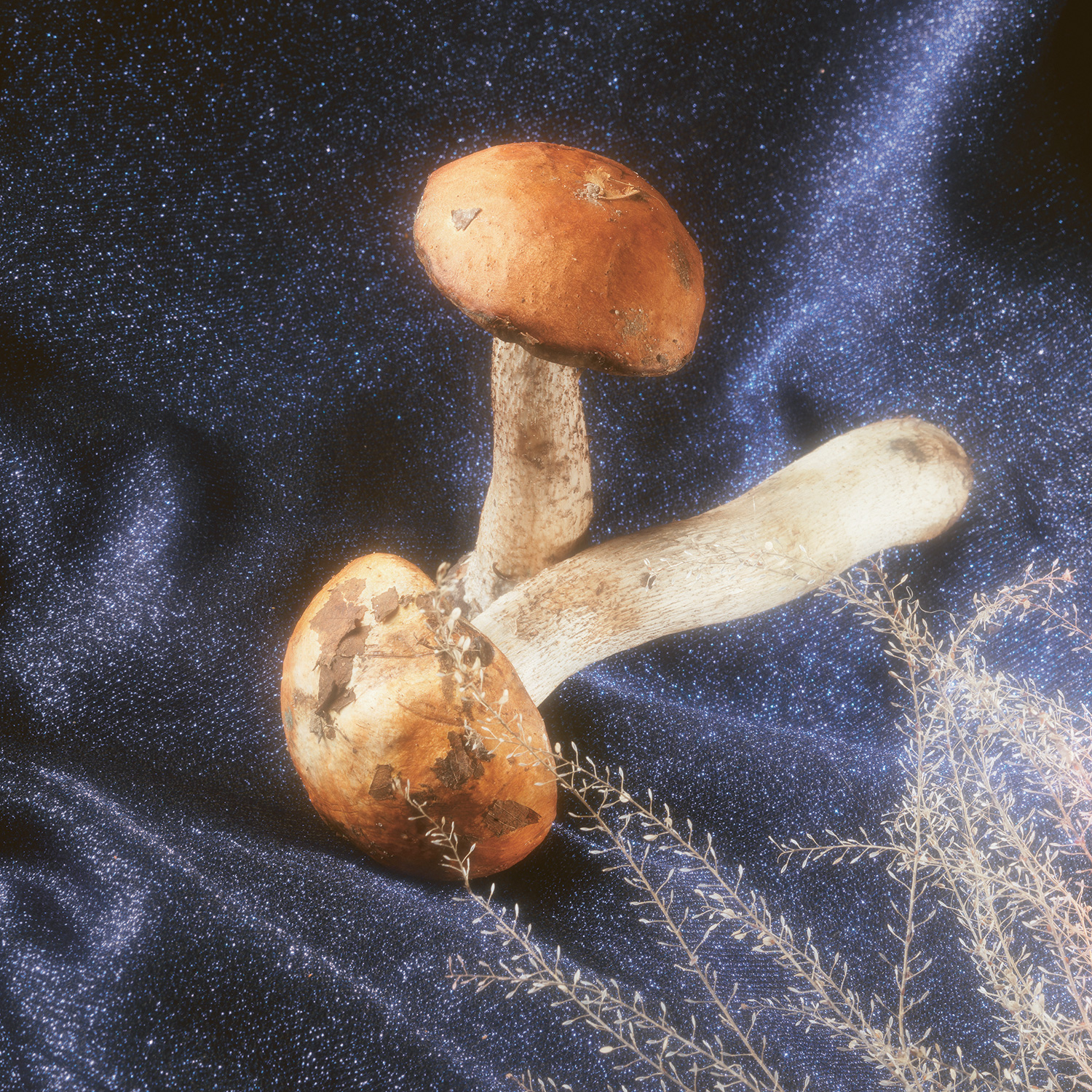 Подосиновик желто-бурый. Красивый гриб с яркой шляпкой, который приятно искать под папоротниками и на поваленных березах
