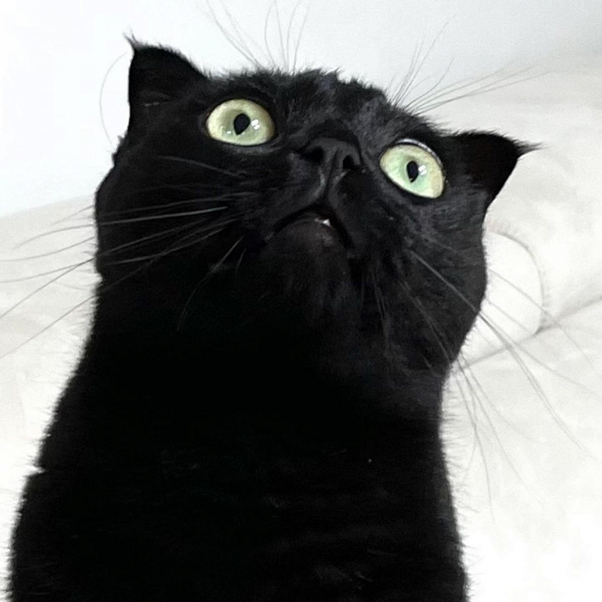 Кусь из темноты: познакомьтесь с самым черным котом в интернете - Афиша  Daily