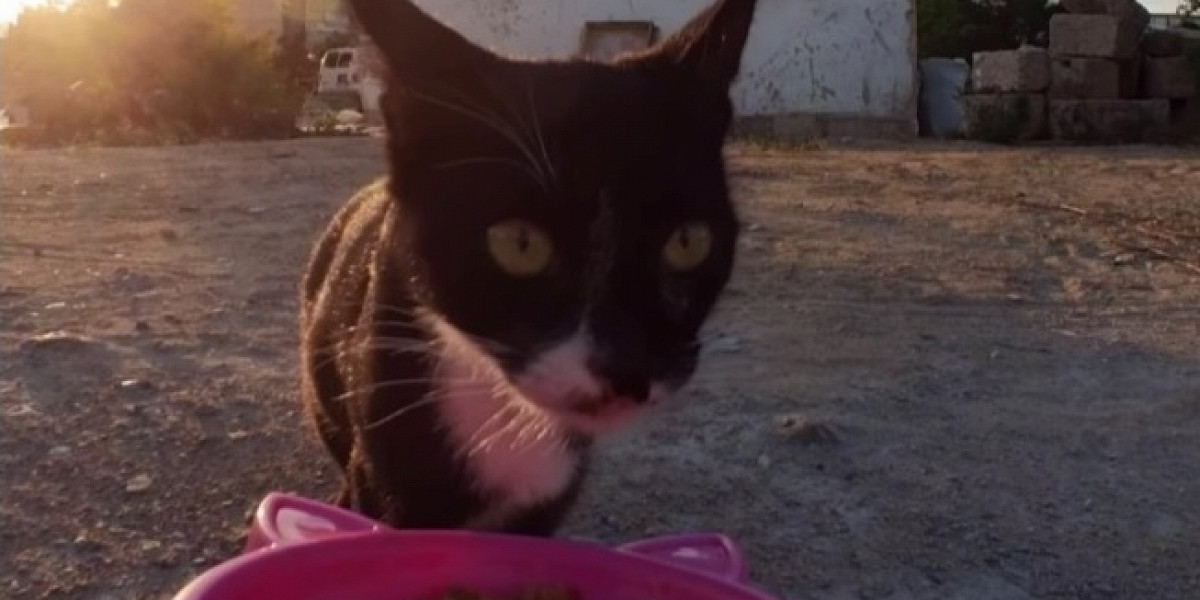 Поддержка с воздуха: блогер кормит бездомных котов с помощью дрона