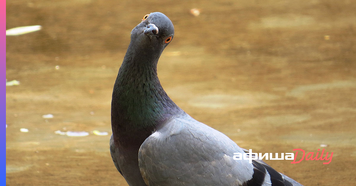 Голуби/ Pigeons — ЛЮБИТЬ ПОДРОСТКА