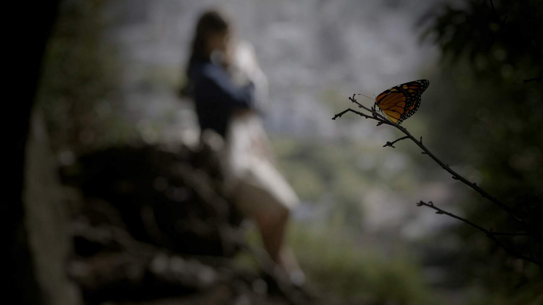 Короткометражка бабочки 2015. Mariposa (2015).