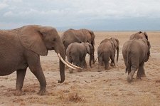 Слоны-пигмеи острова Борнео – афиша