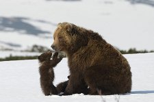 Медведи Камчатки. Начало жизни – афиша