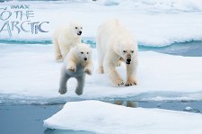 Арктика 3D – афиша