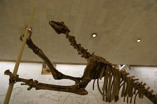 Палеонтологический музей – афиша