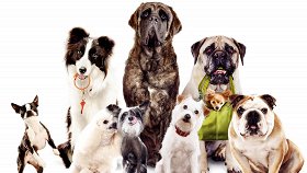 Отель для собак / Hotel for Dogs