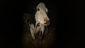 Корова / Cow