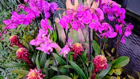 Фестиваль орхидей, хищных растений и суккулентов «Тропическая зима-2023»