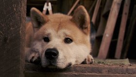 Хатико. Самый верный друг / Hachiko: A Dog's Story