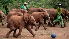 Рожденные на воле 3D