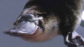 Первозвери