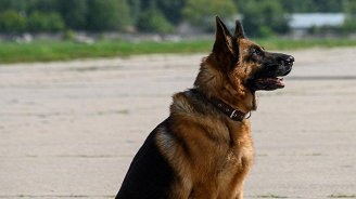 «Пальма», «Райя» и «Никто»: топ-3 российского проката на выходных