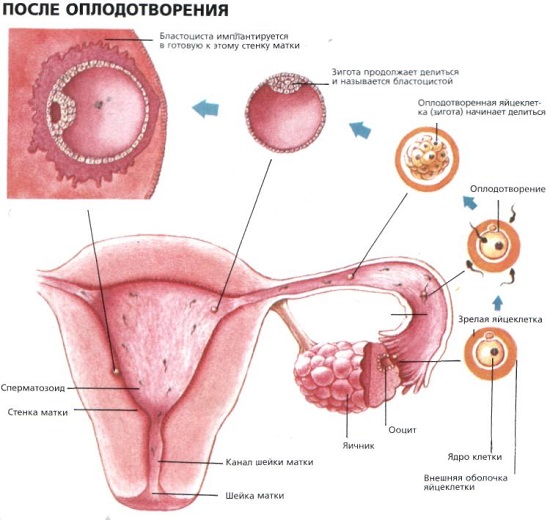 Опухоли женских органов гинекология